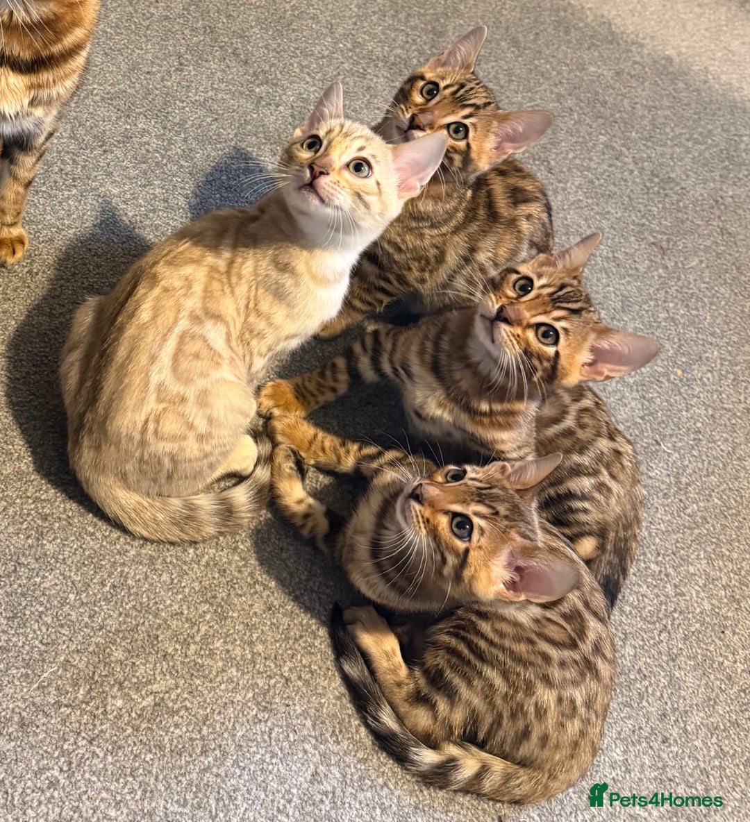 Bengal cats for sale: Pedigree TICA registered Bengal Kittens - Advert 1