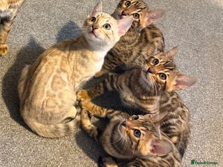 Bengal cats Pedigree TICA registered Bengal Kittens - Advert 1