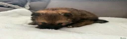 Pomeranian dogs for sale: 🐻 Adorable Teddy Bear puppies 1 girl and 3 boys🐻 - Advert 16