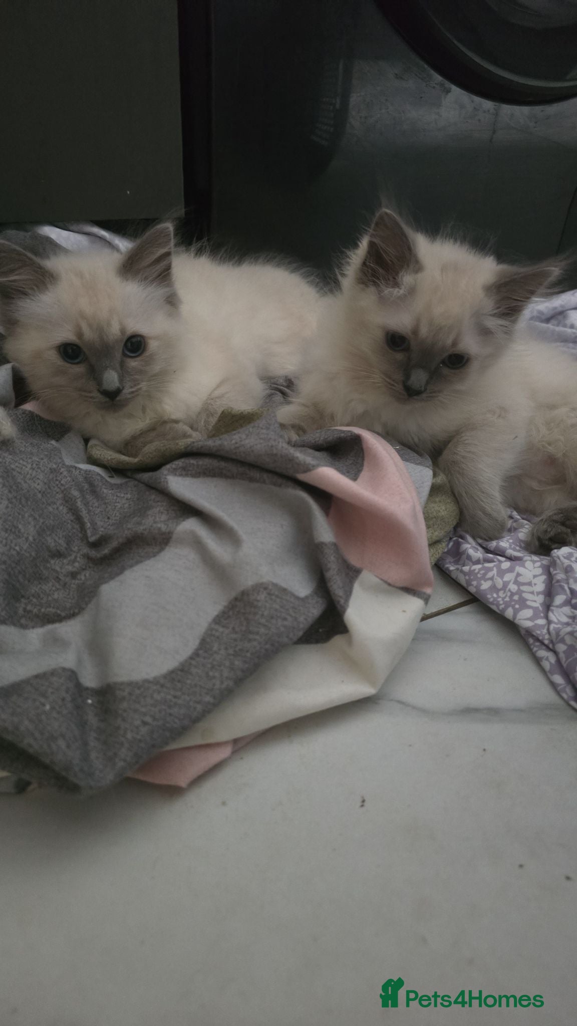 Ragdoll cats 1 girl and 1 boy ragdoll left  - Advert 3