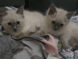 Ragdoll cats 1 girl and 1 boy ragdoll left - Advert 1