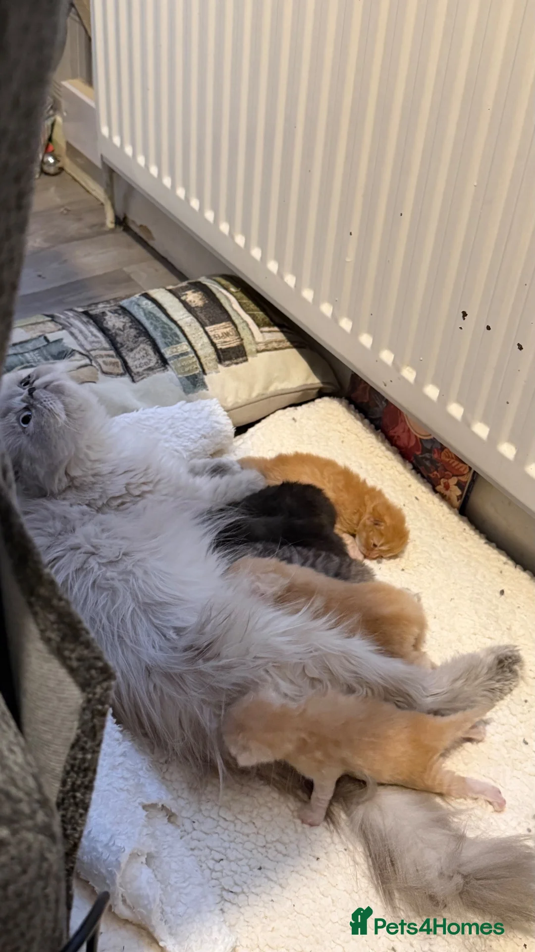 Persian cats for sale: Chinchilla exotic kittens  - Advert 2