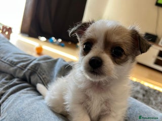 Pomchi dogs - Advert 16