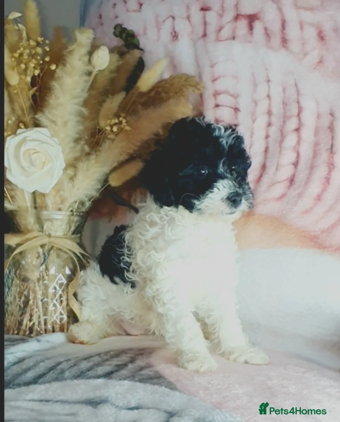 Mixed Breed dogs for sale: STUNNING RARE COLOURS F1B GOLDENDOODLE LITTER - Advert 7