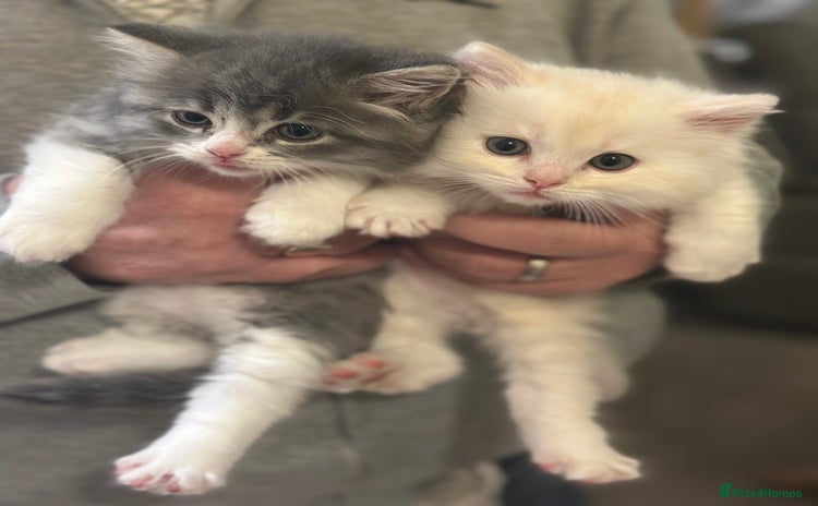 Mixed Breed cats Beautiful Perdoll Kittens🐾 TWO BOYS LEFT🩵🩵 - Advert 8