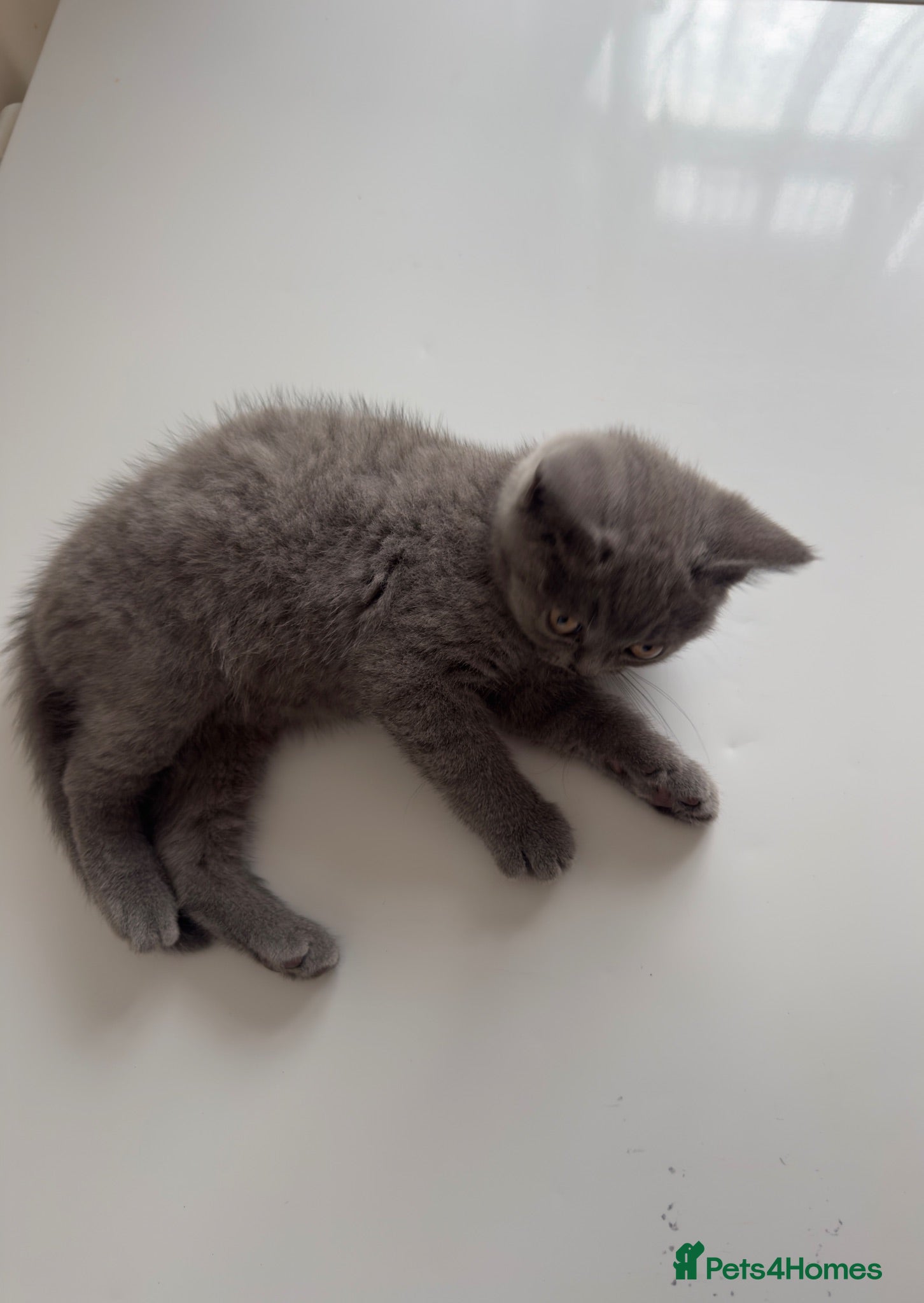 British Shorthair cats Pure British shorthair kitten - Advert 1