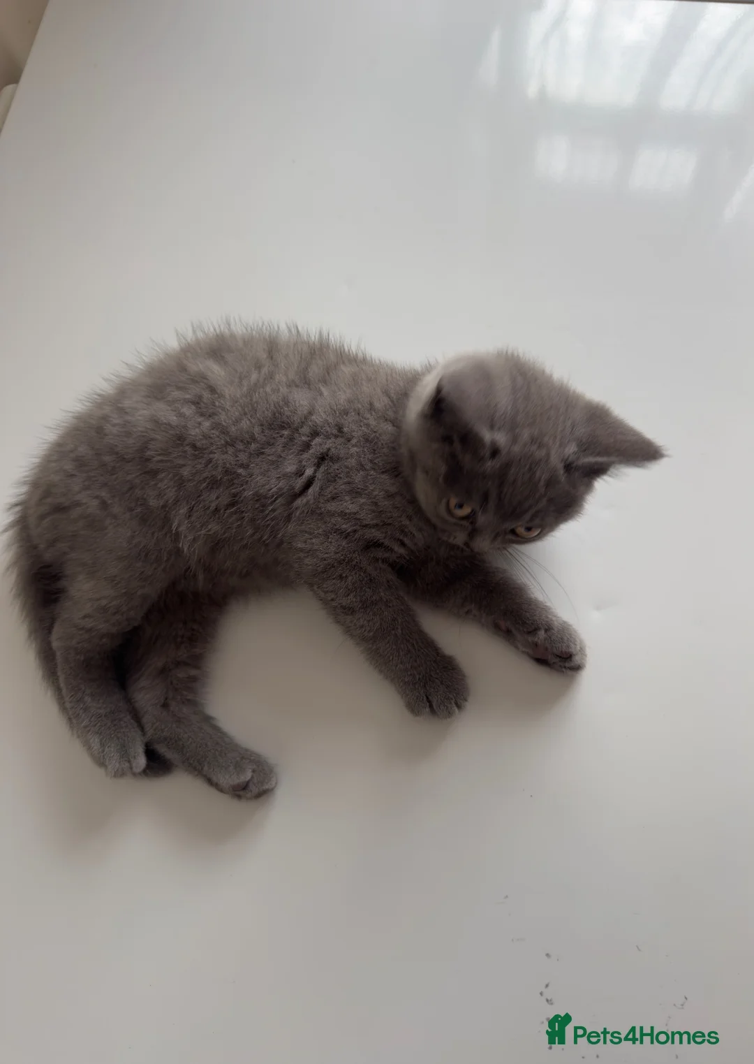 British Shorthair cats for sale: Pure British shorthair kitten in Harrow - Advert 1