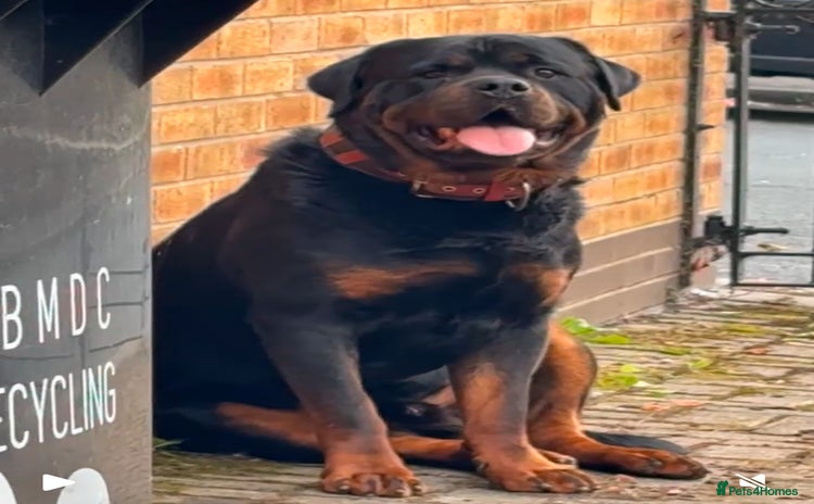 Rottweiler dogs - Advert 3