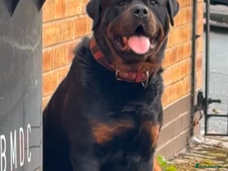 Rottweiler dogs - Advert 6