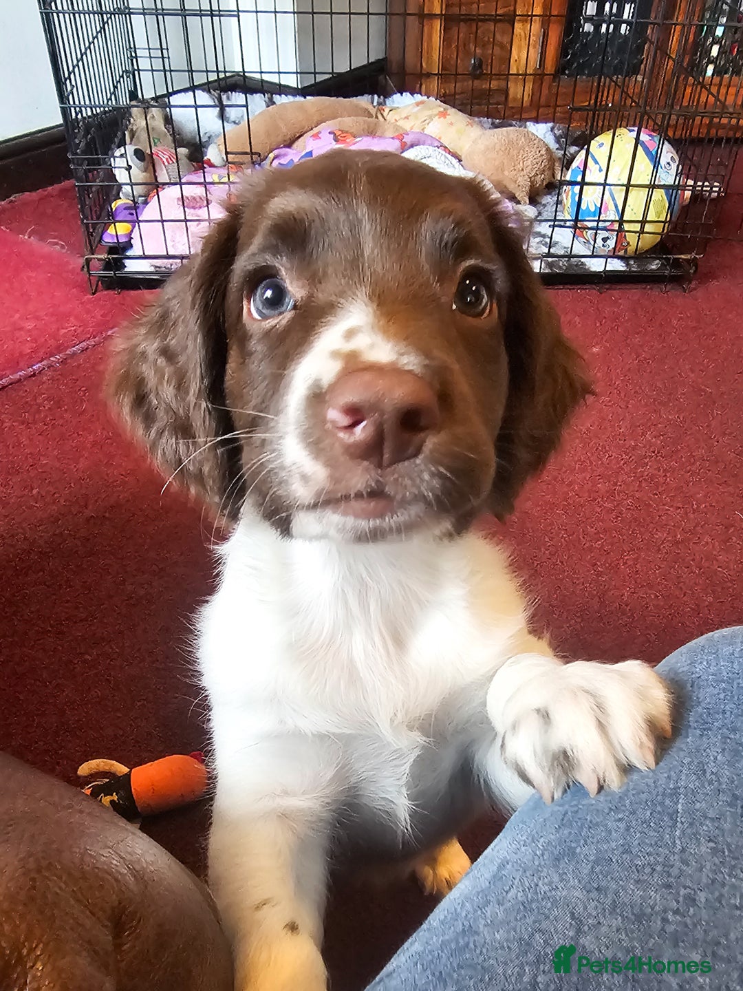 Gun Dog Puppy Springer Spaniel Small Gun Dog Breeds Gundog English