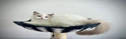 Ragdoll cats for sale: Only one kitten left! Don’t miss out! - Advert 19