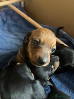 Miniature Dachshund dogs - Advert 4