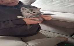 British Shorthair cats for sale: 2 males lovely cats  - Image 7