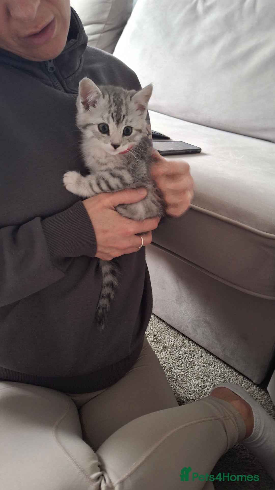 British Shorthair cats for sale: 2 males lovely cats  - Image 7