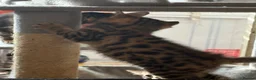 Bengal cats for sale: BENGAL Kittens pedigreed/registered - Advert 2