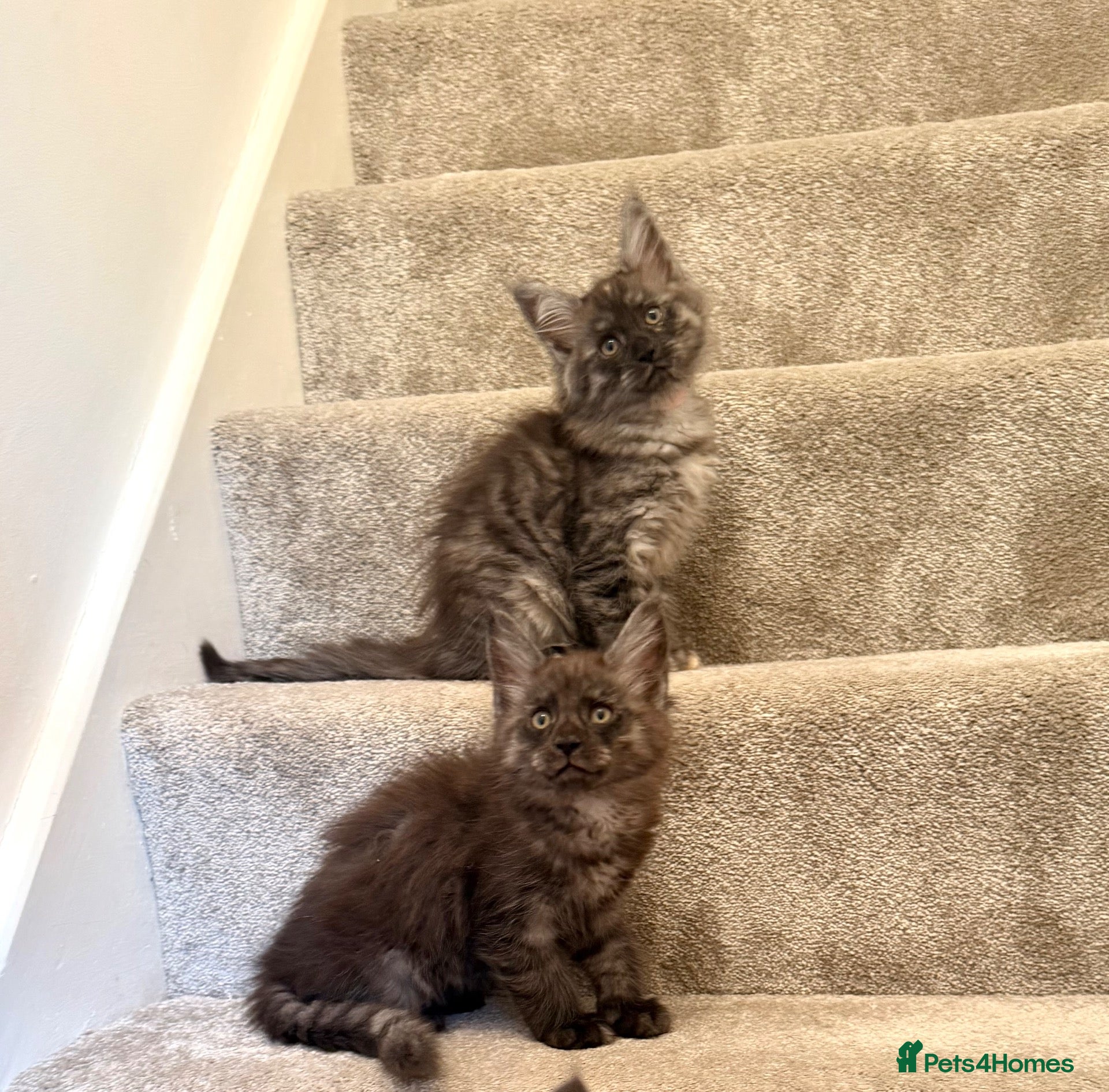 Maine Coon cats Stunning Fluffy Maine Coons - Advert 2