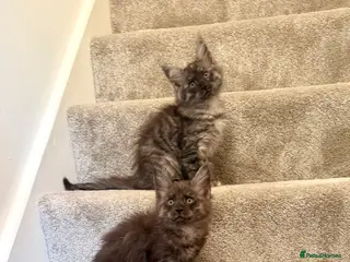 Maine Coon cats Stunning Fluffy Maine Coons - Advert 2