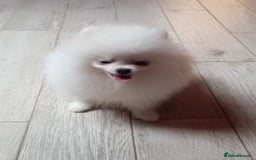 Pomeranian dogs for sale: Handsome Male fluff ball for sale!!🐶🐾 - Image 4