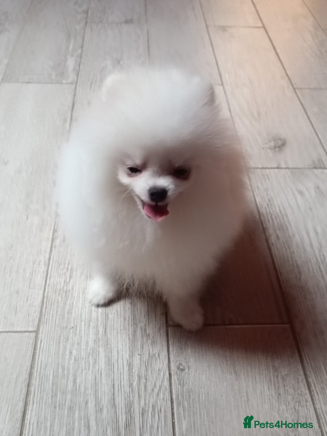 Pomeranian dogs for sale: Handsome Male fluff ball for sale!!🐶🐾 - Image 4