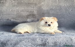 Siberian Husky dogs for sale: Stunning exotic colour chowsky puppies for sale  - Image 18