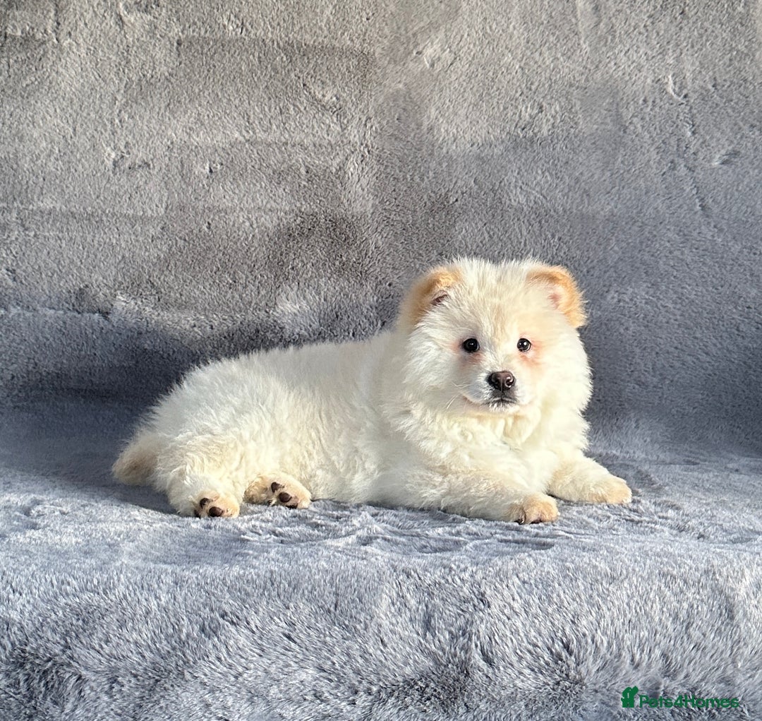 Siberian Husky dogs for sale: Stunning exotic colour chowsky puppies for sale  - Image 18