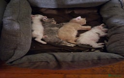 British Longhair cats for sale: Beautiful female kitten  - Image 2