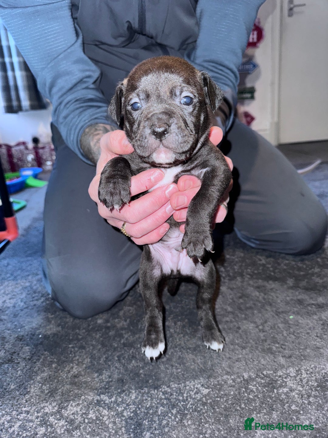 Mixed Breed dogs for sale: 2 black/brindle boys remaining  - Advert 7