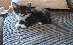 British Shorthair cats for sale: Fluffy kittens - Image 3