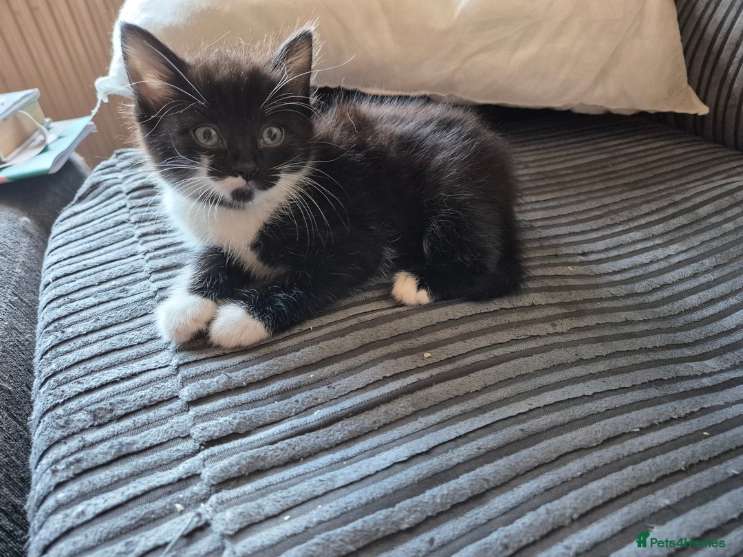 British Shorthair cats for sale: Fluffy kittens - Image 3