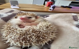 Pygmy Hedgehog rodents for sale: Hedgehog- Mr prickles  - Image 5