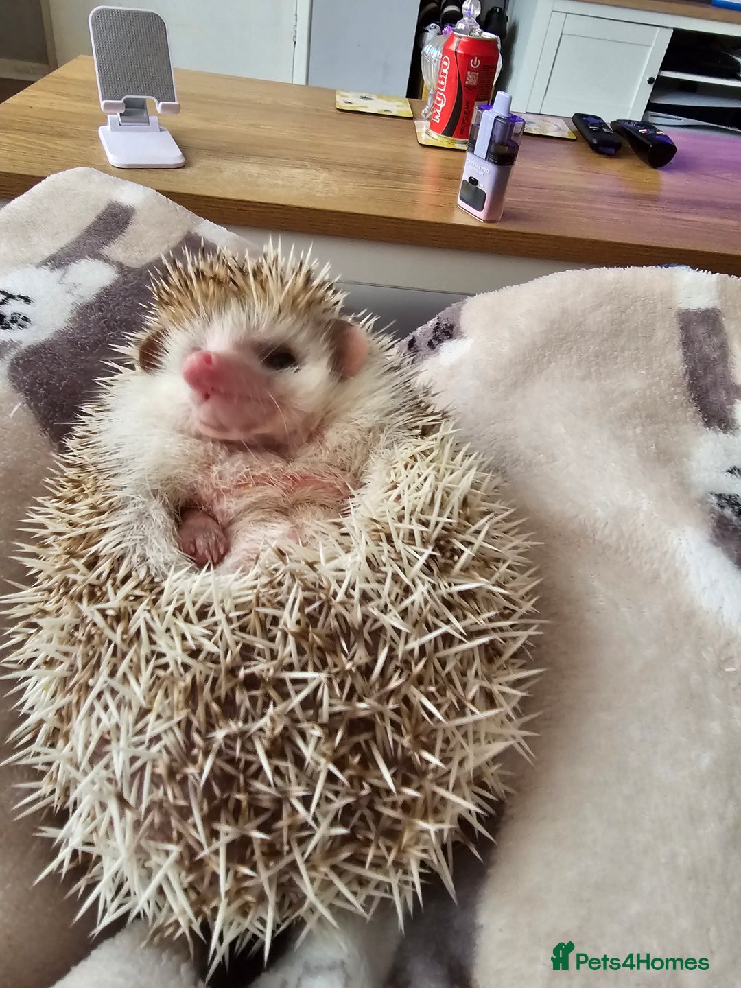 Pygmy Hedgehog rodents for sale: Hedgehog- Mr prickles  - Image 5
