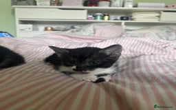 Mixed Breed cats for sale: 3 beautiful boy kittens - Image 9
