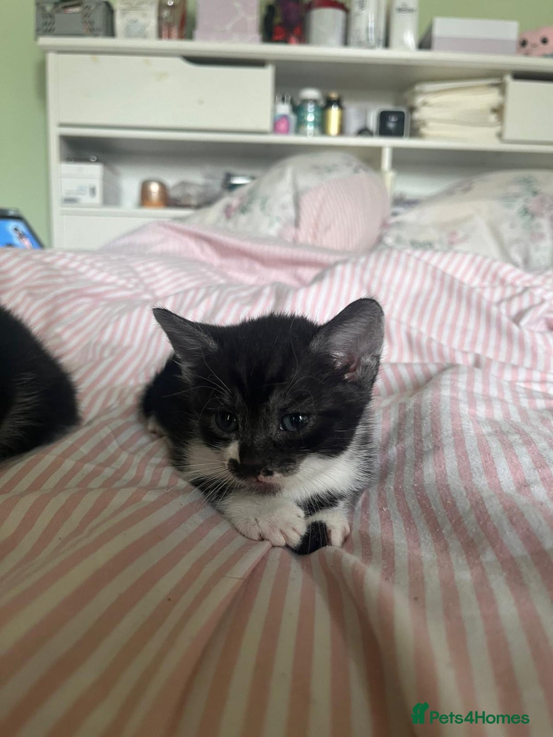Mixed Breed cats for sale: 3 beautiful boy kittens - Image 9