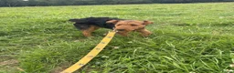 Patterdale Terrier dogs for sale: Looking for a new home due to my mum passing away  in Beaworthy - Advert 2