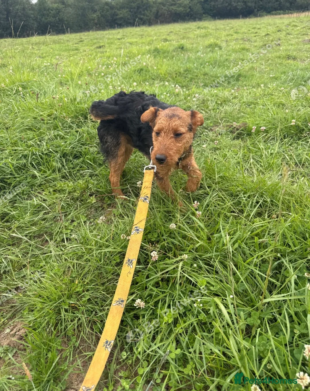 Patterdale Terrier dogs for sale: Looking for a new home due to my mum passing away  in Beaworthy - Advert 2