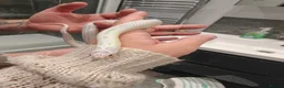 King Snake reptiles for sale: Female High White Albino California Kingsnake - Advert 4