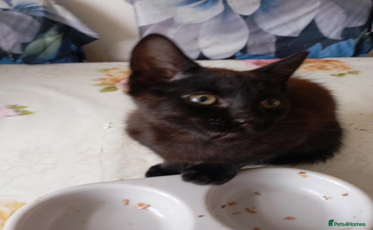 Mixed Breed cats for sale - Advert 1