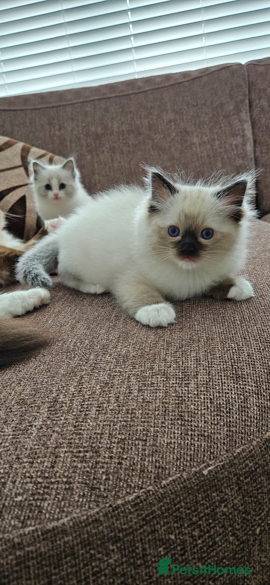 Ragdoll cats for sale: Stunning Ragdoll kittens.  - Advert 14