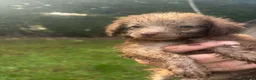 Toy Poodle dogs for sale: Gorgeous Merle toy poodles in Hull - Advert 6