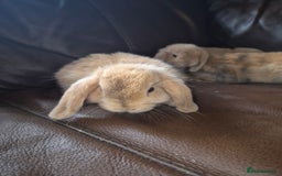 English Lop rabbits for sale: Holland lop baby rabbits  - Image 8