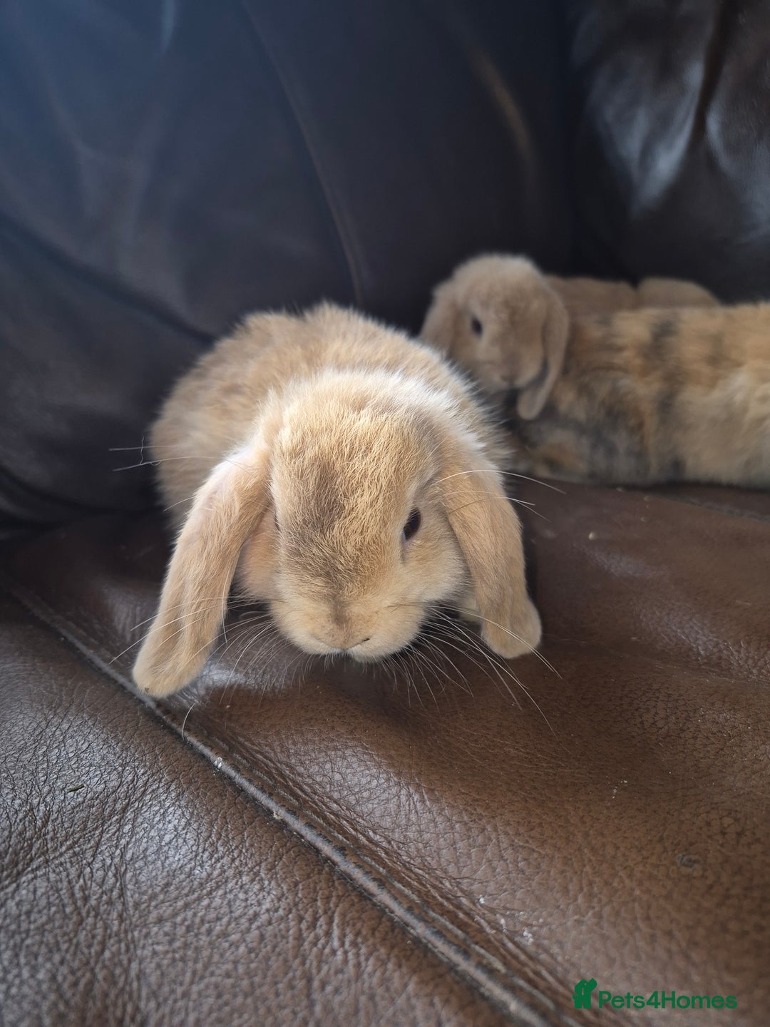 English Lop rabbits for sale: Holland lop baby rabbits  - Image 8
