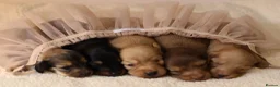 Miniature Dachshund dogs for sale: 5*Licensed+CREAM+LONGHAIR+Kc+PRACLEAR+VetChecked - Advert 16