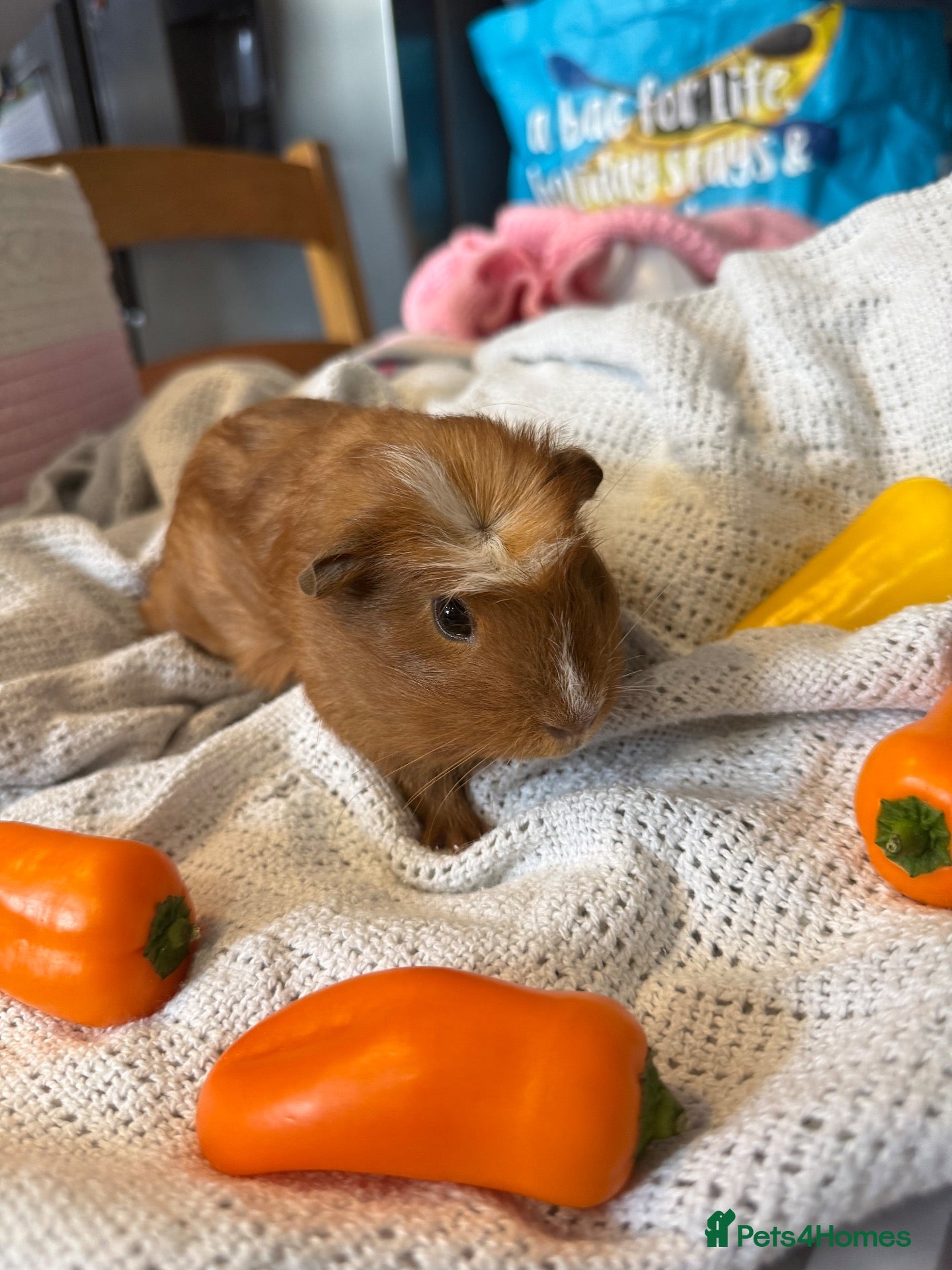 Guinea Pig rodents Guinea pigs  - Advert 1