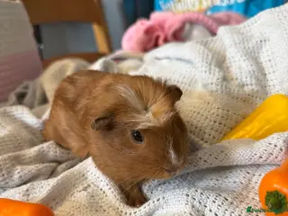 Guinea Pig rodents Guinea pigs - Advert 1