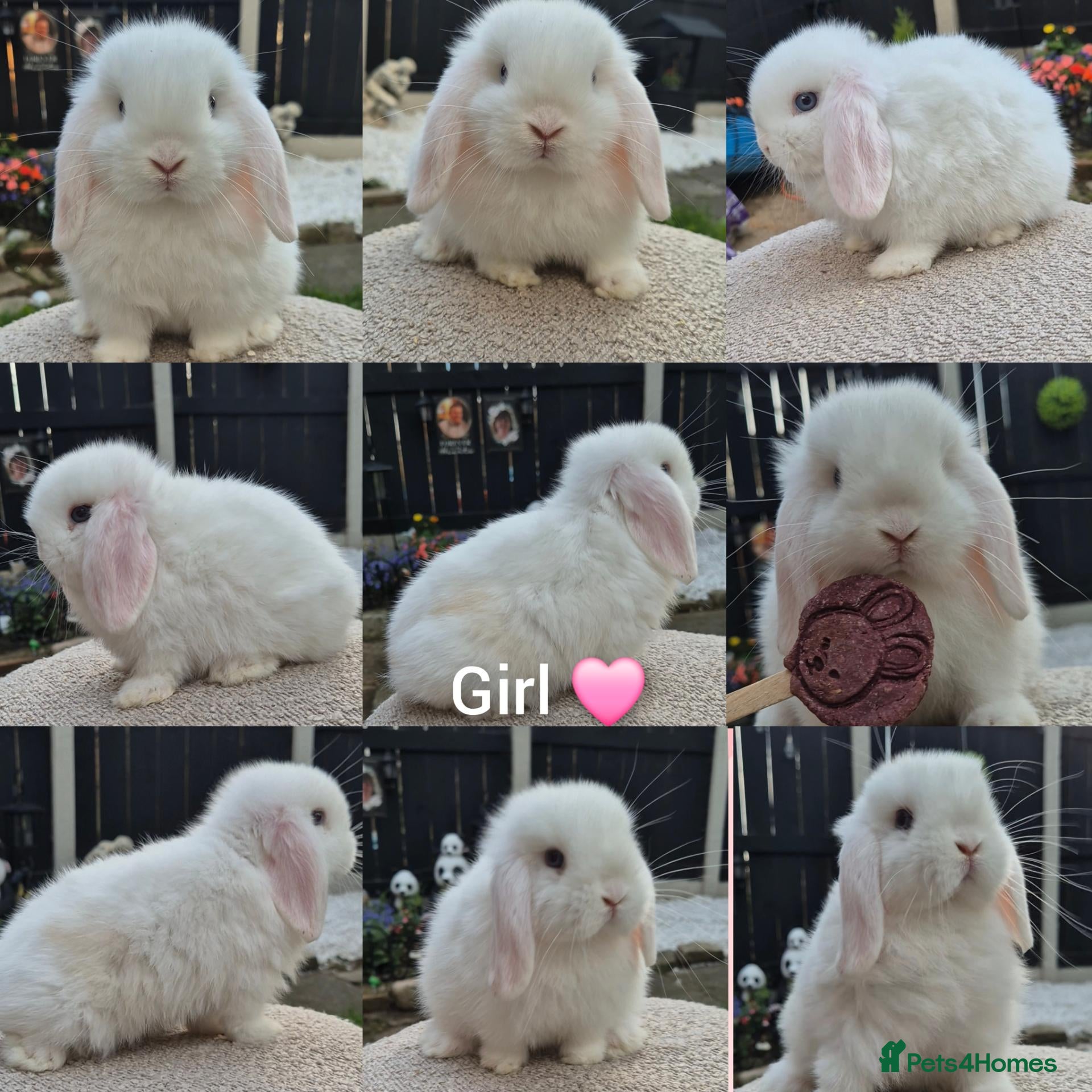 Mini Lop rabbits Mini lop Rabbit  - Advert 18