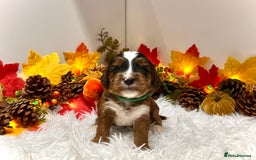 Cockapoo dogs for sale: 🌟Rare Reverse F1B Sable🌟DNA CLEAR Mini Cockapoos - Image 1