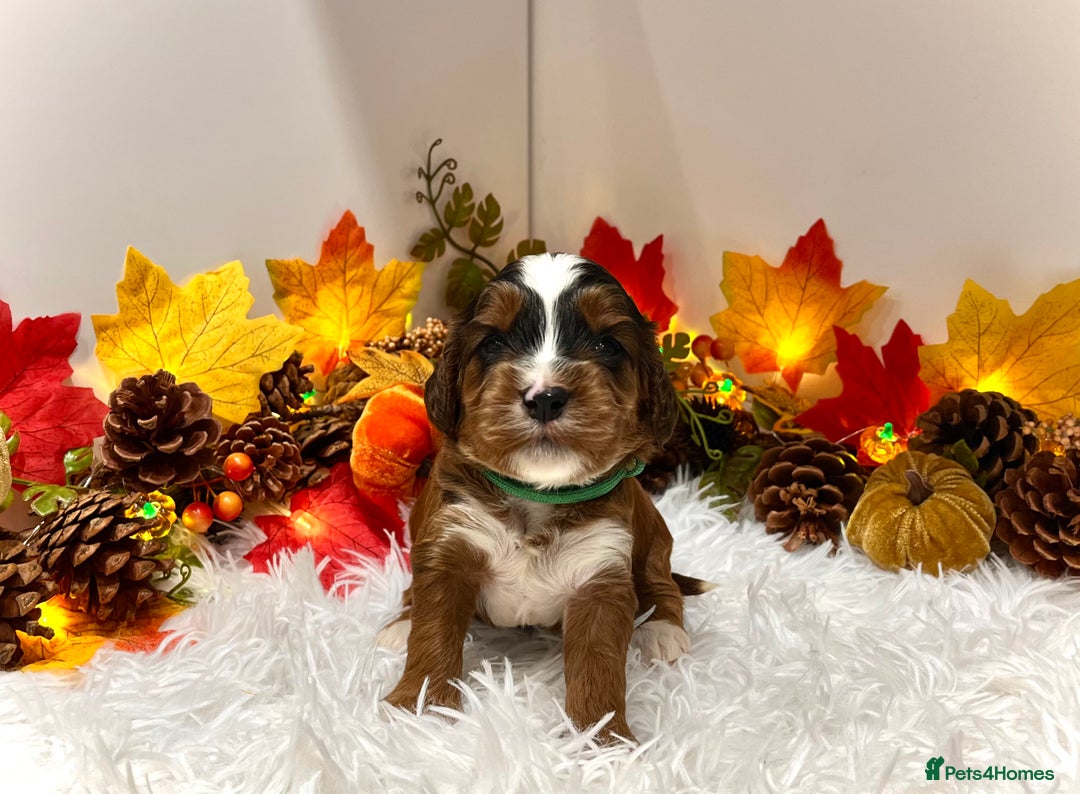 Cockapoo dogs for sale: 🌟Rare Reverse F1B Sable🌟DNA CLEAR Mini Cockapoos - Image 1