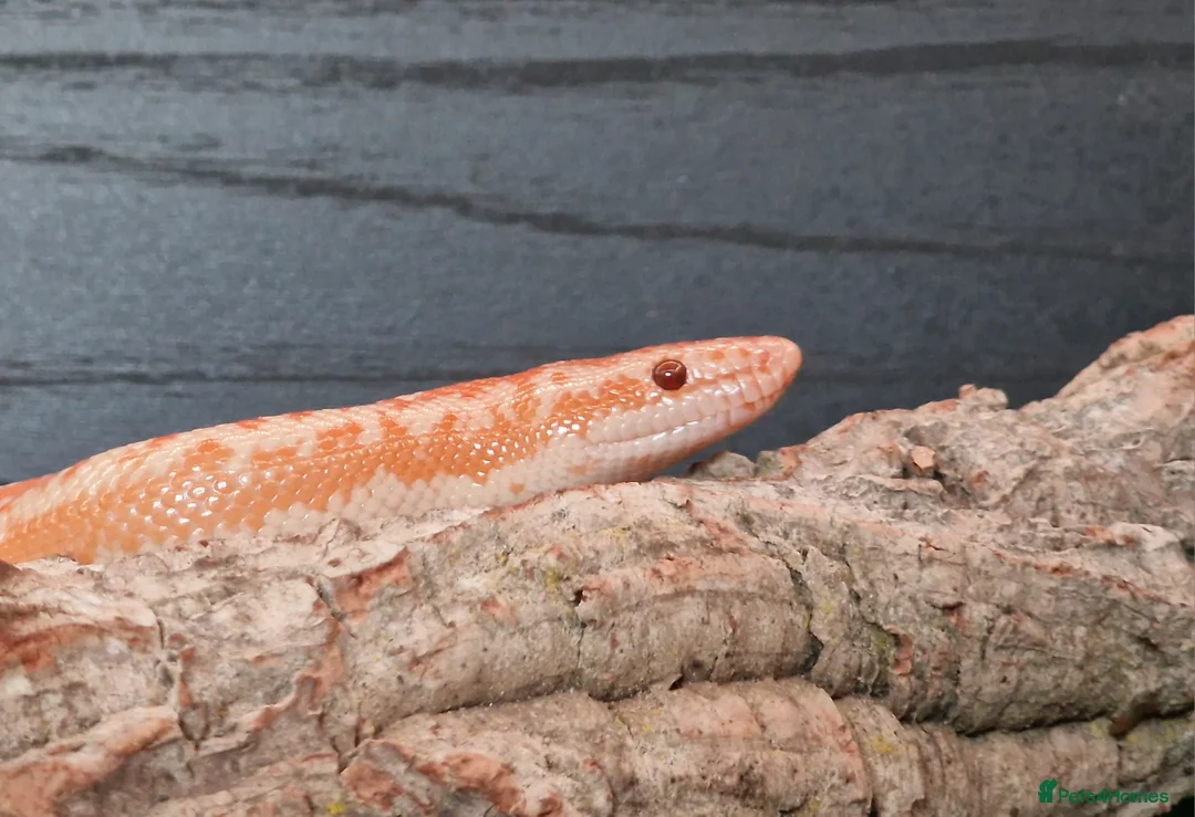 Snake reptiles for sale: Rosy Boa, Albino Coastal Female CB23 - Advert 1