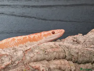 Snake reptiles Rosy Boa, Albino Coastal Female CB23 - Advert 1