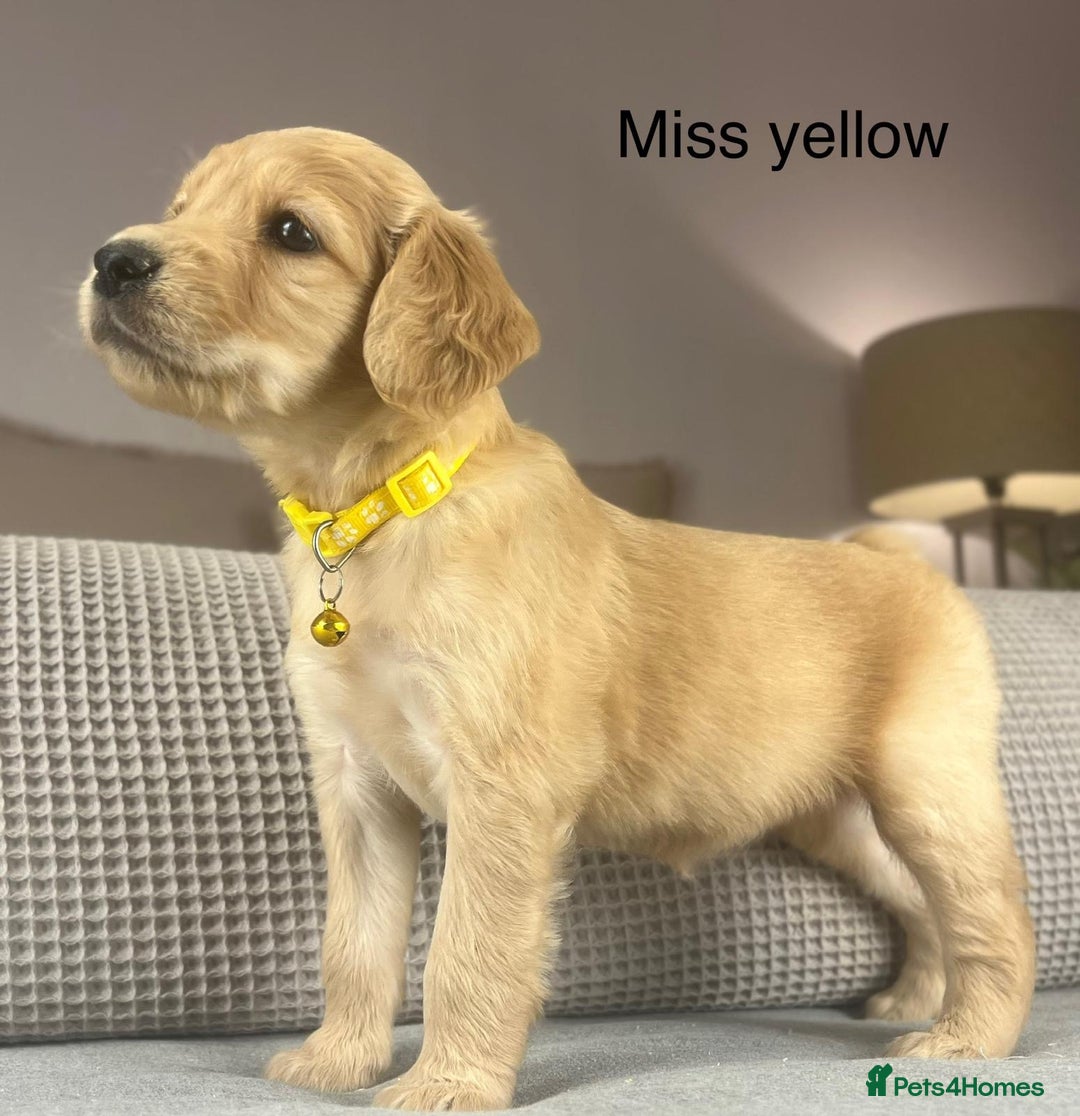 Goldendoodle dogs for sale: These will be stunning adults. Real head turners. - Advert 9